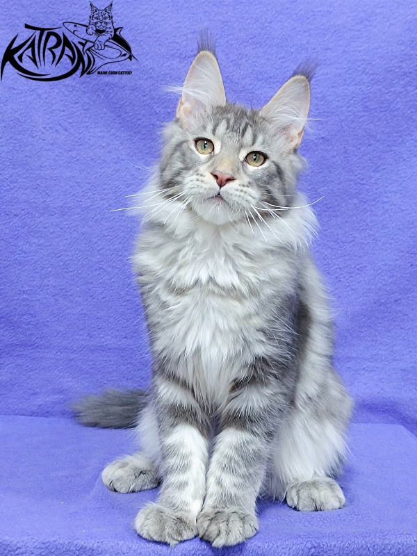 Katran Ajax - Kitten maine-coon 4 months 3.5 weeks