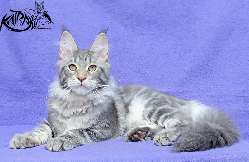 Katran Ajax - Kitten maine-coon 4 months 3.5 weeks