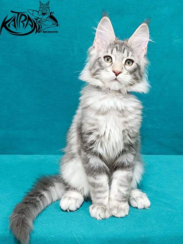 Katran Ajax - Kitten maine-coon 3 months