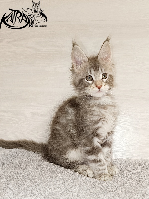 Katran Ajax - Kitten maine-coon 2 months