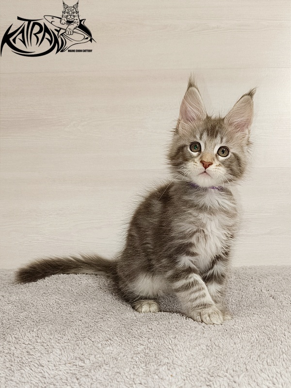 Katran Ajax - Kitten maine-coon 2 months
