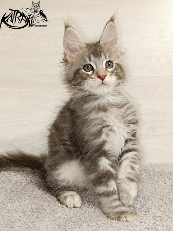 Katran Ajax - Kitten maine-coon 2 months