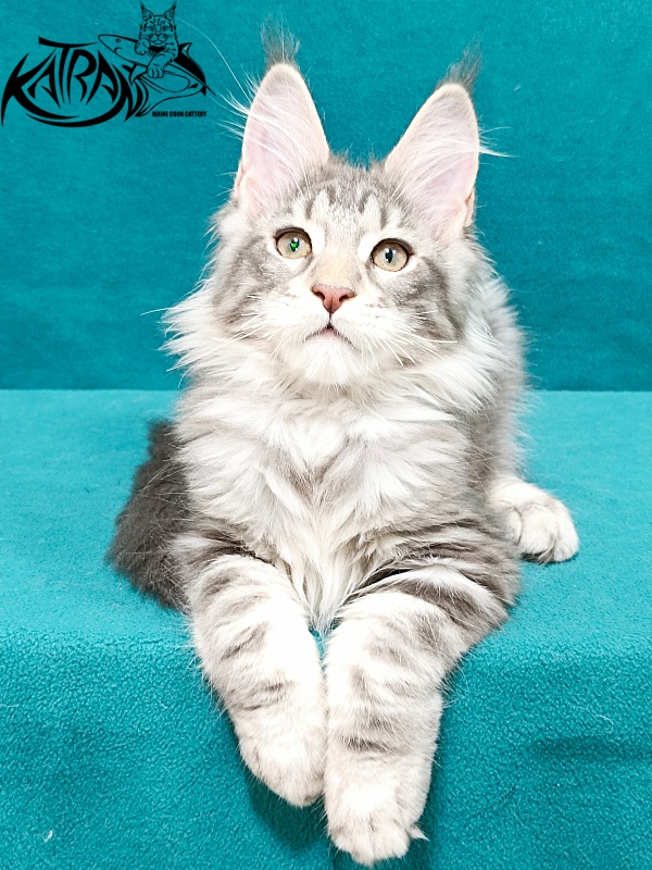 Katran Ajax - Kitten maine-coon 3 months