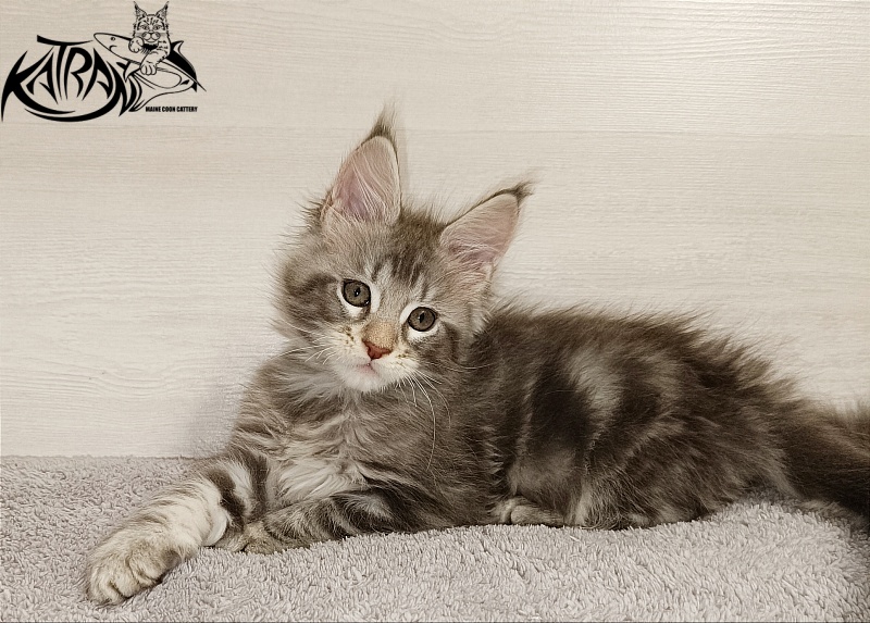 Katran Ajax - Kitten maine-coon 2 months