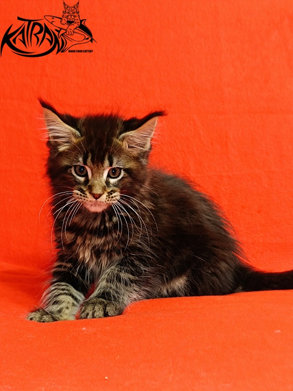 Katran Baxley - Kitten maine-coon 2.5 months