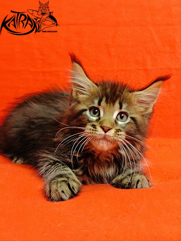 Katran Baxley - Kitten maine-coon 2.5 months