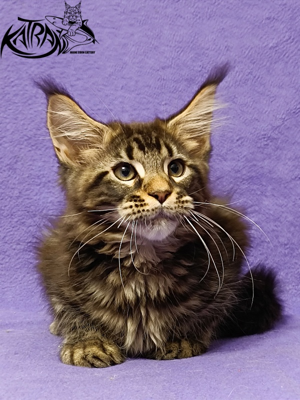 Katran Baxley - Kitten maine-coon 3 months