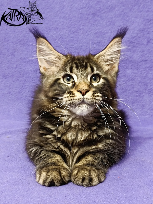 Katran Baxley - Kitten maine-coon 3 months