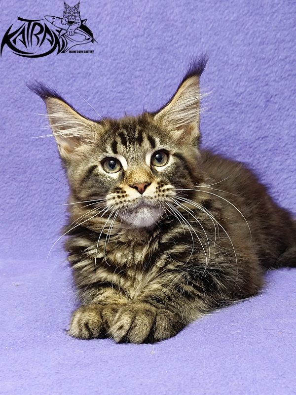Katran Baxley - Kitten maine-coon 3 months