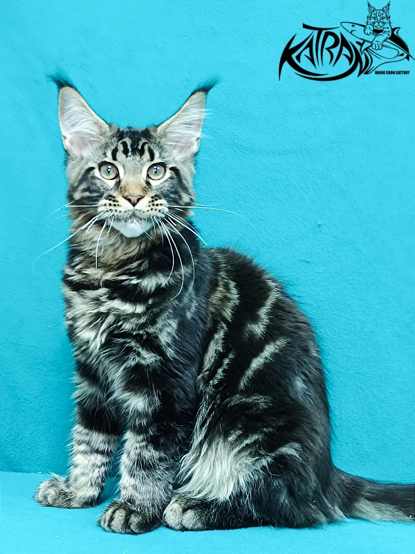 Katran Baxley - Kitten maine-coon 4 months 1 week