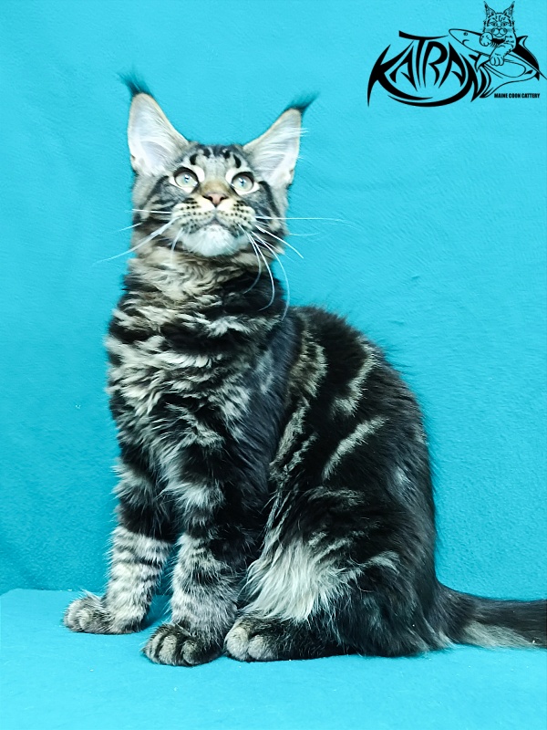 Katran Baxley - Kitten maine-coon 4 months 1 week