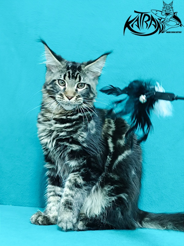 Katran Baxley - Kitten maine-coon 4 months 1 week