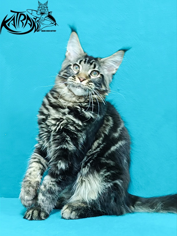 Katran Baxley - Kitten maine-coon 4 months 1 week