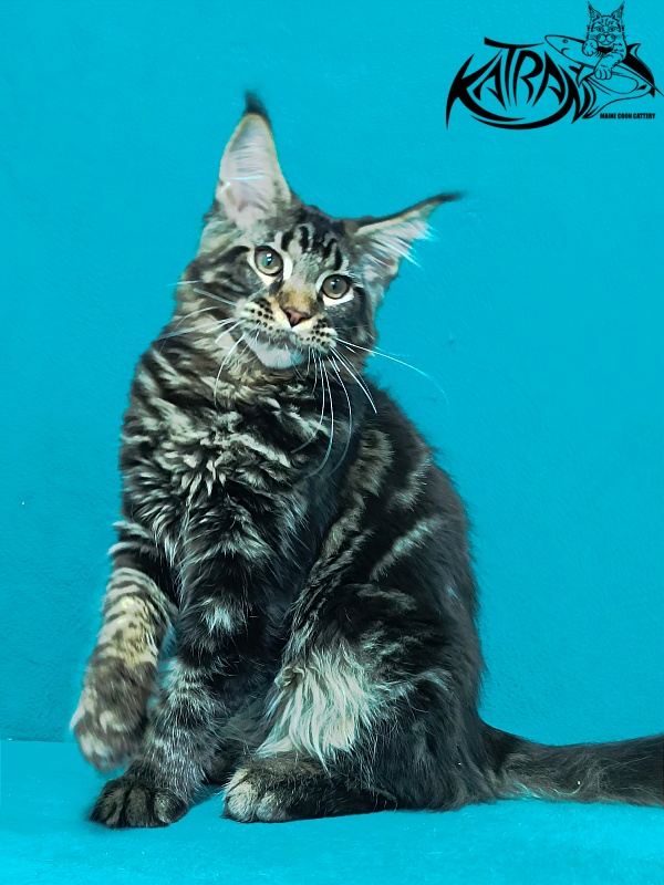 Katran Baxley - Kitten maine-coon 4 months 1 week