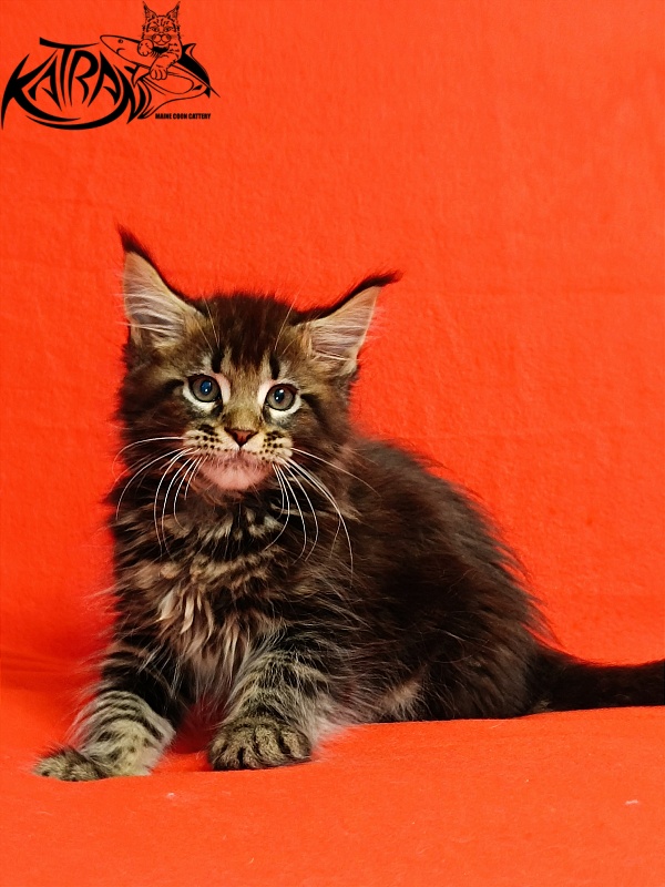 Katran Baxley - Kitten maine-coon 2.5 months
