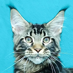 Katran Baxley
