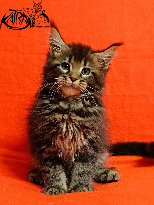 Katran Baxley - Kitten maine-coon 2.5 months