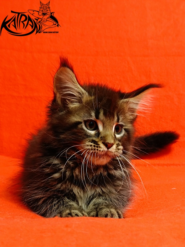 Katran Baxley - Kitten maine-coon 2.5 months