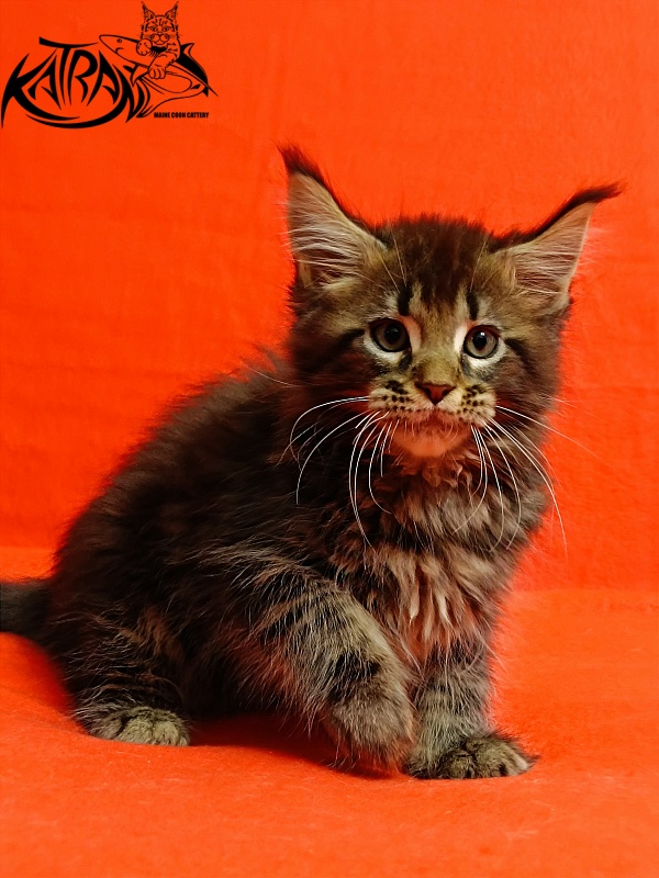 Katran Baxley - Kitten maine-coon 2.5 months