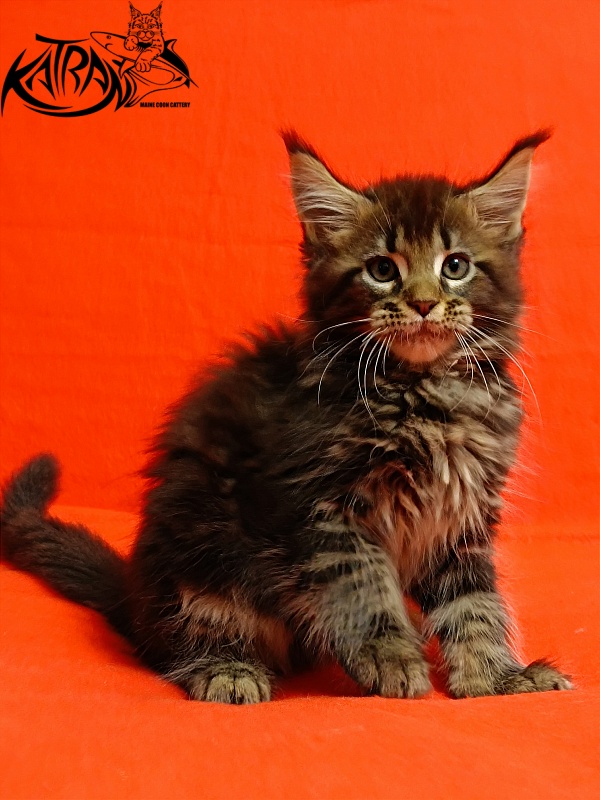 Katran Baxley - Kitten maine-coon 2.5 months