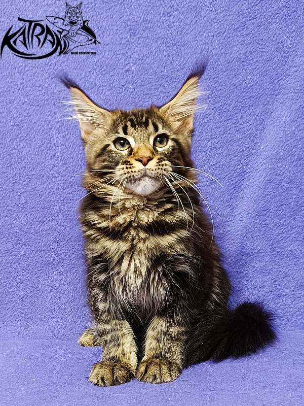 Katran Baxley - Kitten maine-coon 3 months