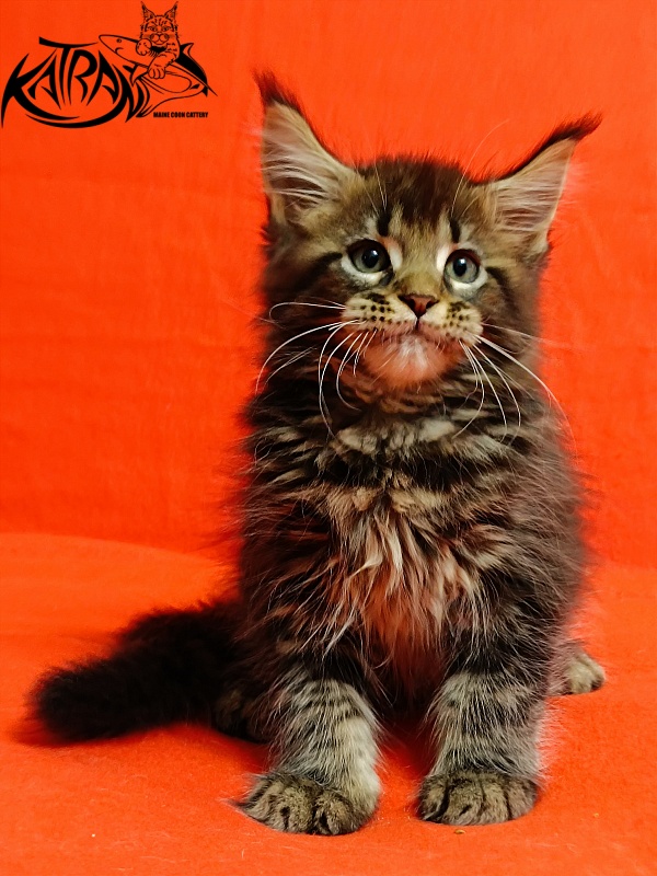 Katran Baxley - Kitten maine-coon 2.5 months
