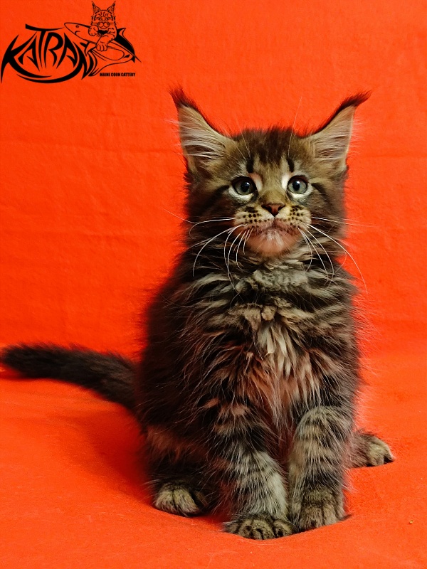 Katran Baxley - Kitten maine-coon 2.5 months