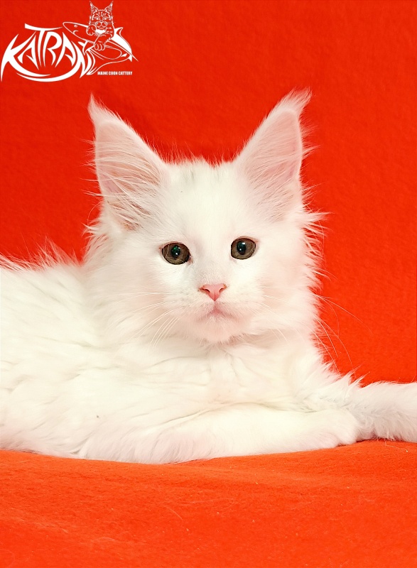 Katran Blondie - Kitten maine-coon 2.5 months