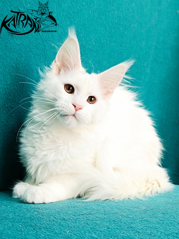 Katran Blondie - Kitten maine-coon 4 months 1 week