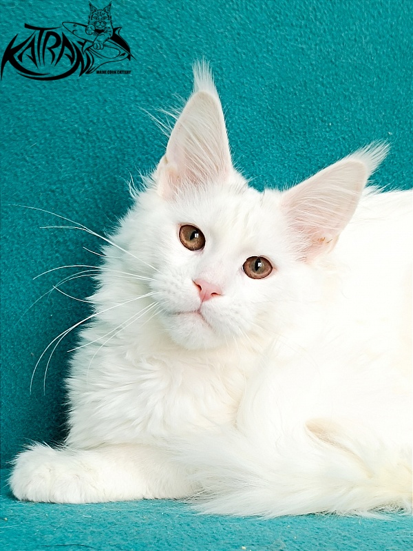 Katran Blondie - Kitten maine-coon 4 months 1 week