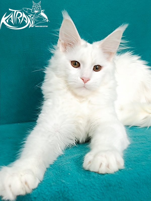 Katran Blondie - Kitten maine-coon 4 months 1 week