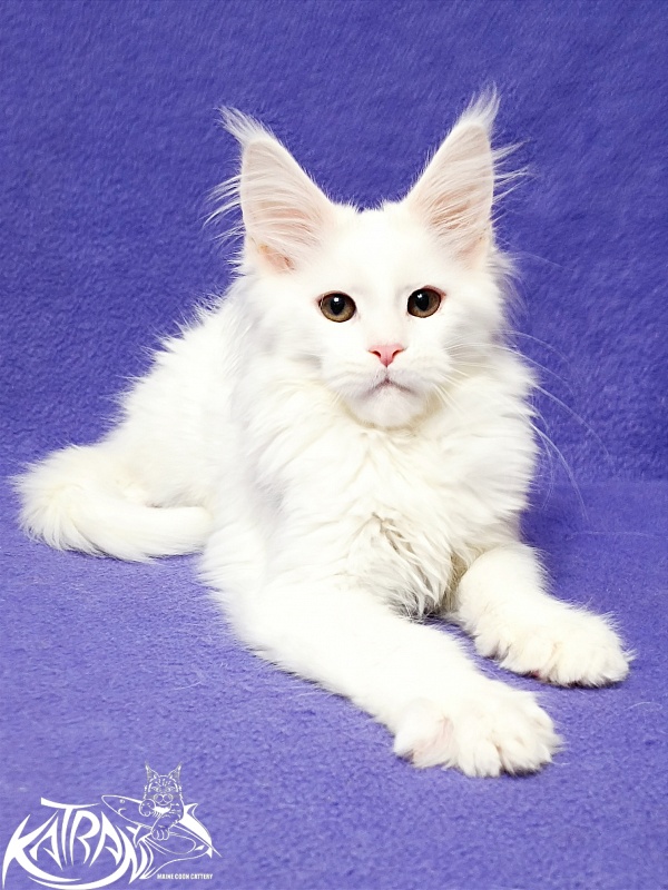Katran Blondie - Kitten maine-coon 3 months