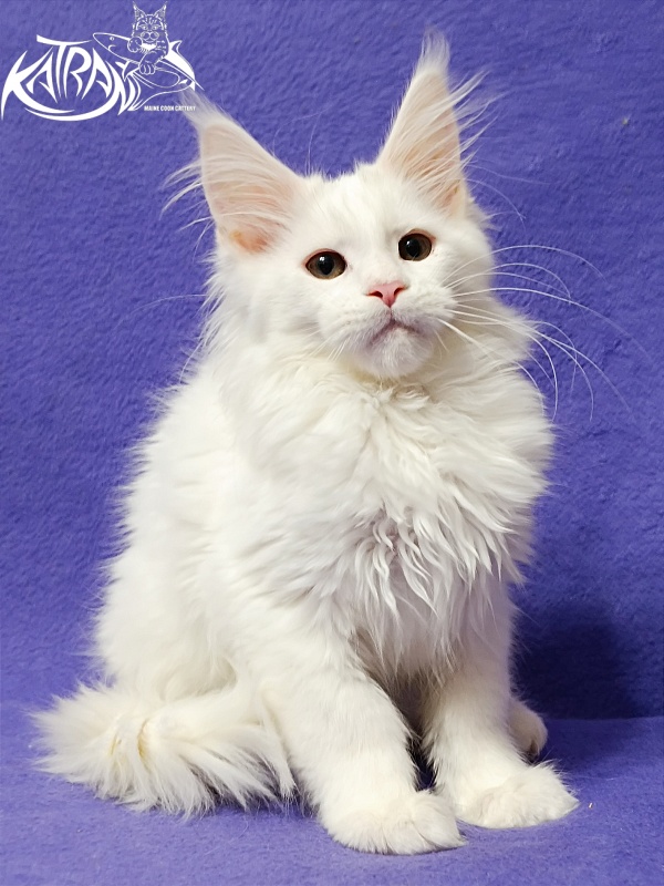 Katran Blondie - Kitten maine-coon 3 months