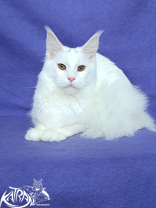 Katran Blondie - Adult maine-coon 10 months