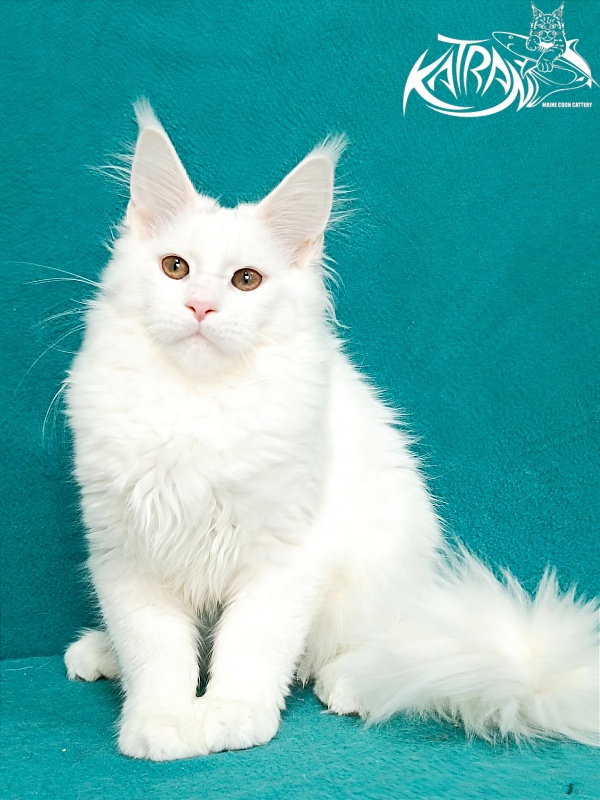 Katran Blondie - Kitten maine-coon 4 months 1 week
