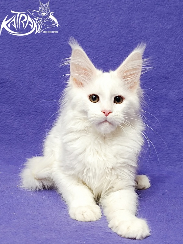 Katran Blondie - Kitten maine-coon 3 months