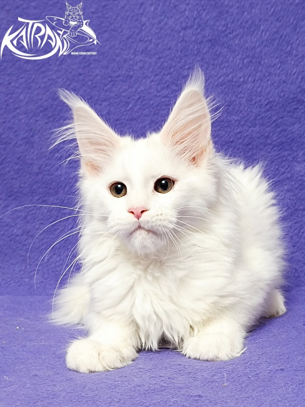 Katran Blondie - Kitten maine-coon 3 months