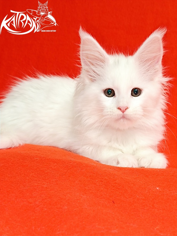 Katran Blondie - Kitten maine-coon 2.5 months
