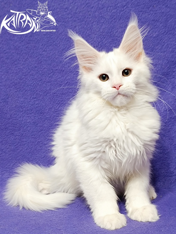 Katran Blondie - Kitten maine-coon 3 months