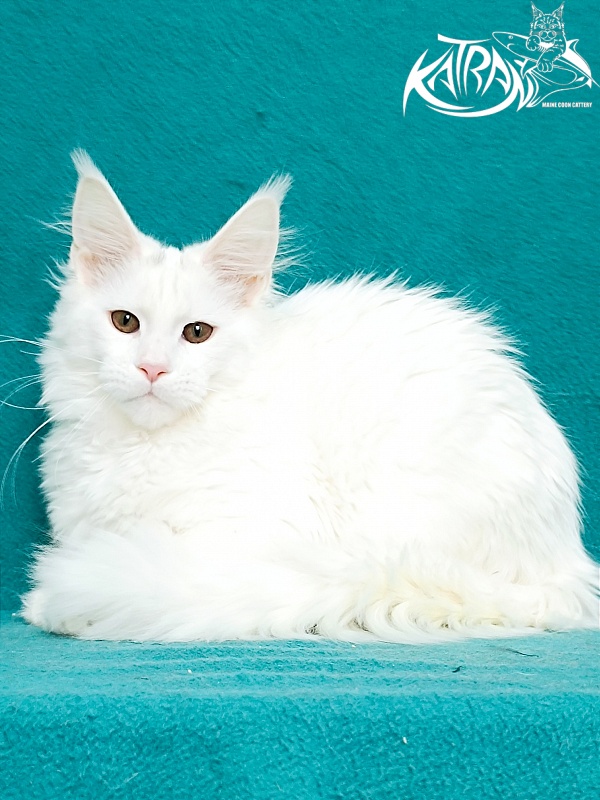 Katran Blondie - Kitten maine-coon 4 months 1 week