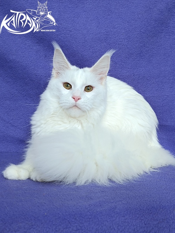 Katran Blondie - Adult maine-coon 10 months