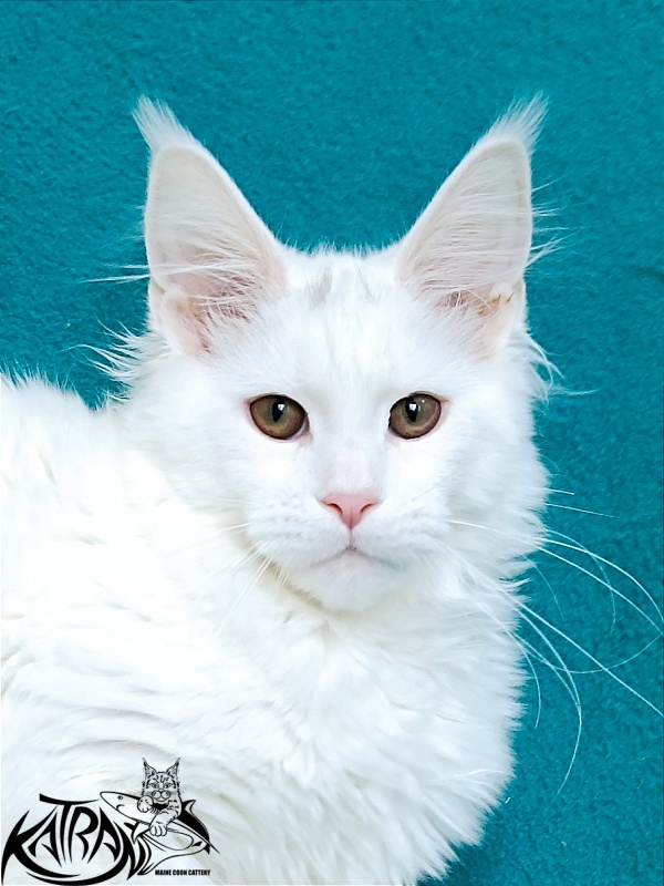Katran Blondie - Kitten maine-coon 4 months 1 week