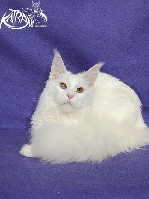 Katran Blondie - Adult maine-coon 10 months