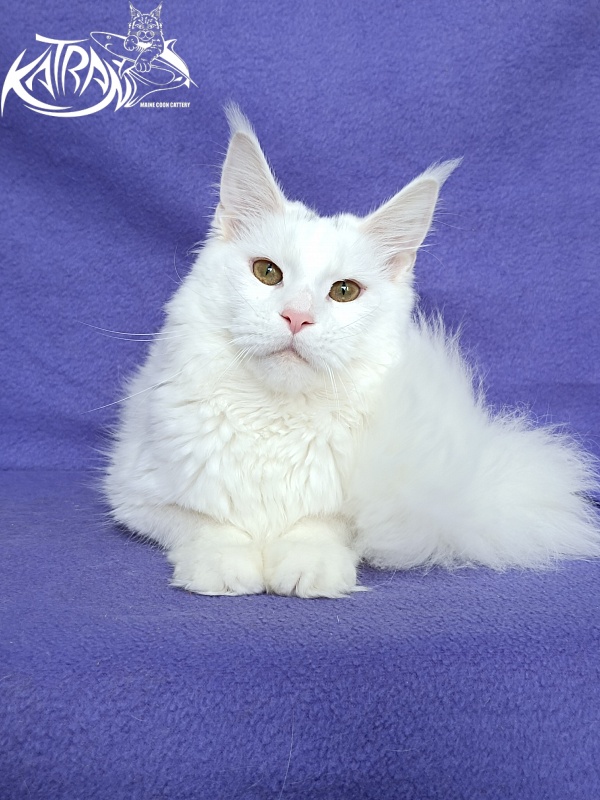 Katran Blondie - Adult maine-coon 10 months