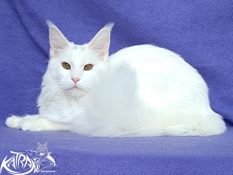 Katran Blondie - Adult maine-coon 10 months