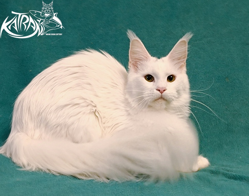 Katran Blondie - Adult maine-coon 1 year