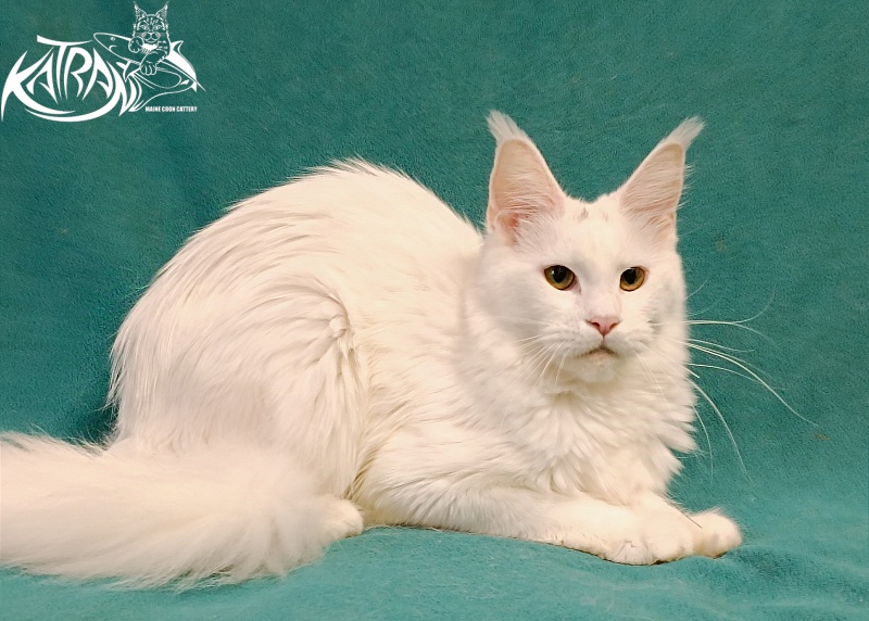 Katran Blondie - Adult maine-coon 1 year