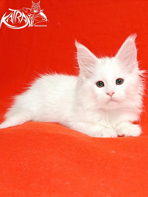 Katran Blondie - Kitten maine-coon 2.5 months