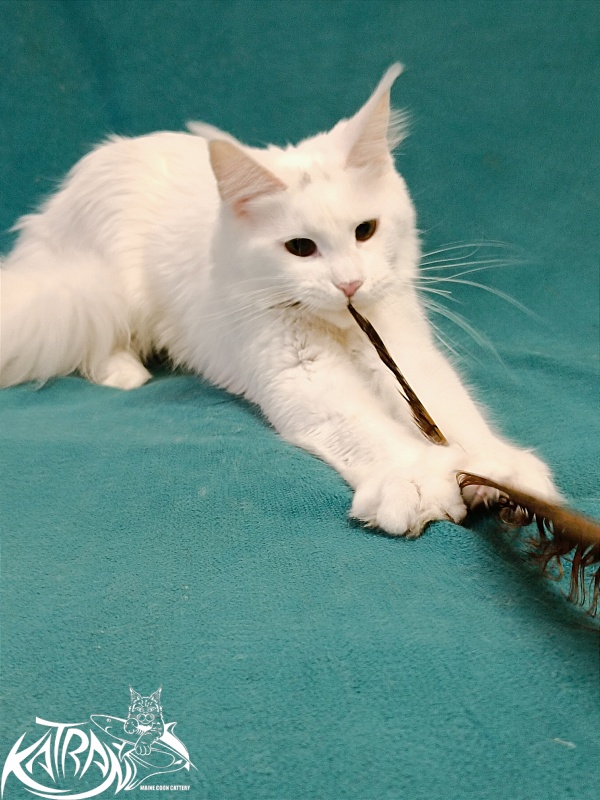 Katran Blondie - Adult maine-coon 1 year