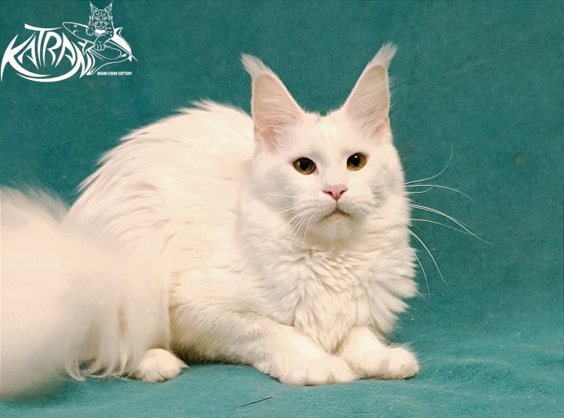 Katran Blondie - Adult maine-coon 1 year